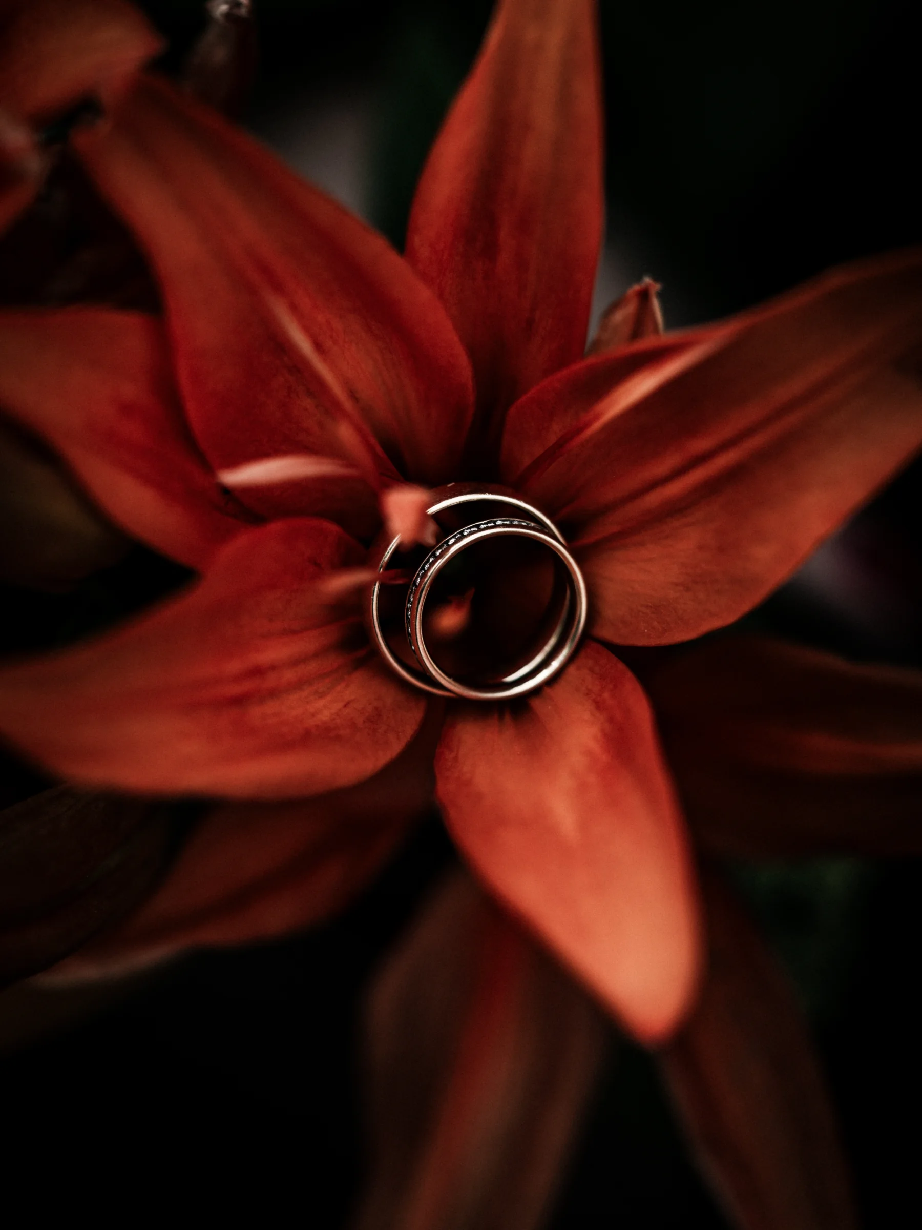 Ringe in einer Lilie