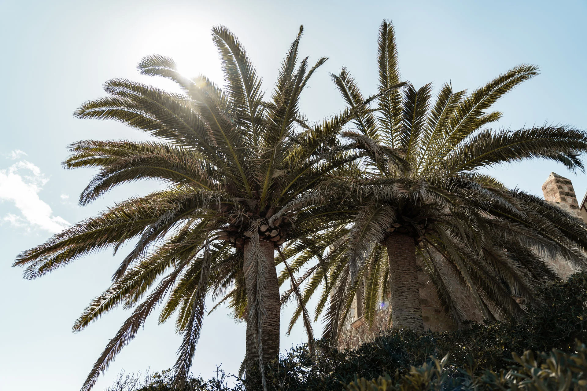 Palmenkrone